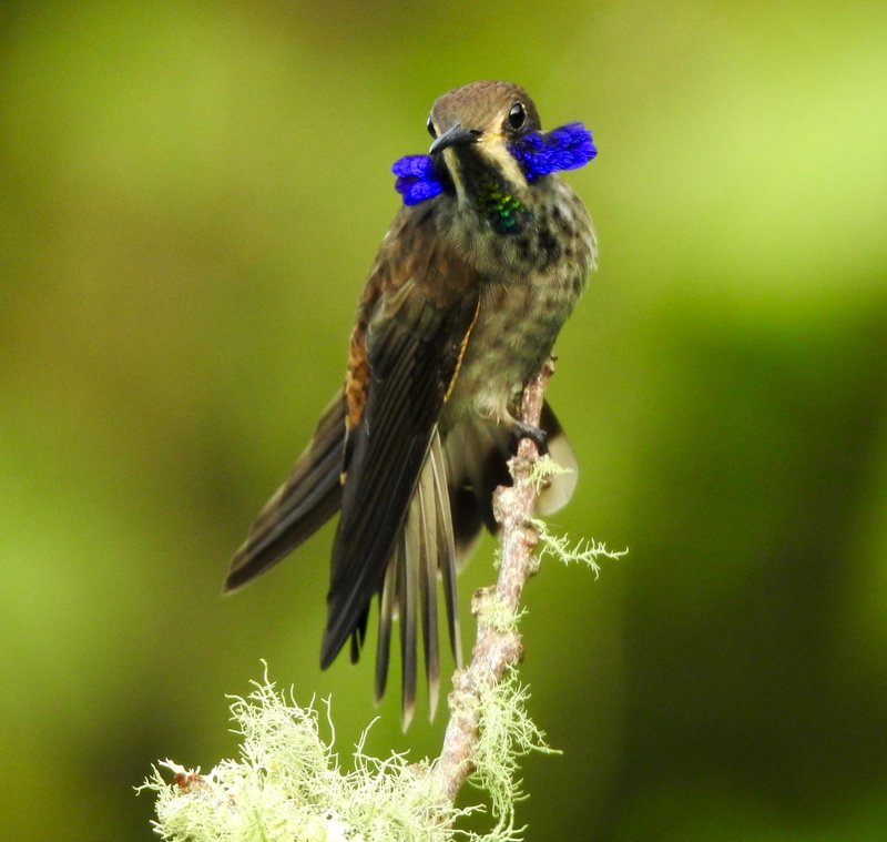 Brown Violetear hummingbird displaying its violet ear patches on a lichen-covered twig