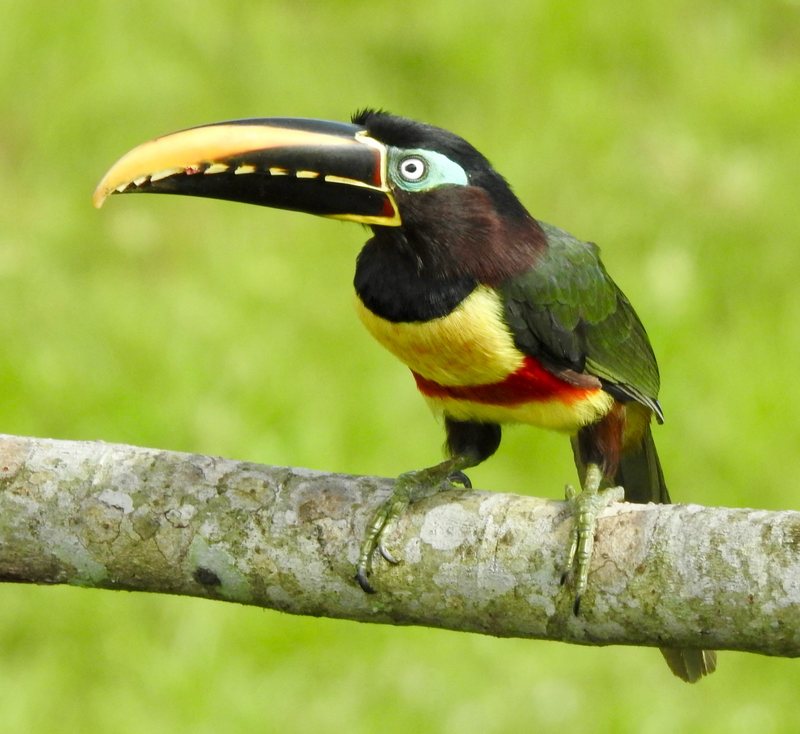 Chestnut-eared Aracari perched on a branch