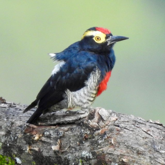 Yellow-tufted Woodpecker on a fallen log